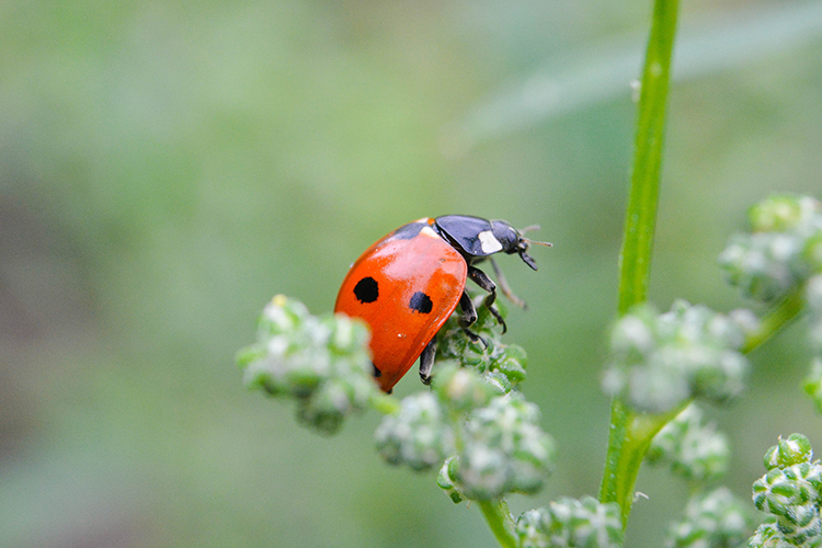 lieveheersbeestje in de natuur