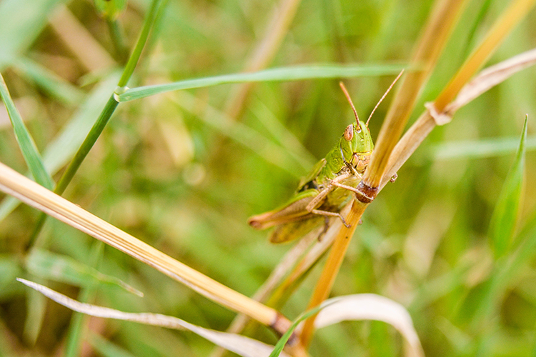 sprinkhaan in de natuur