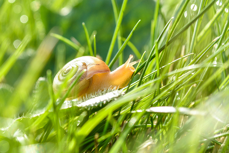 slak in de natuur