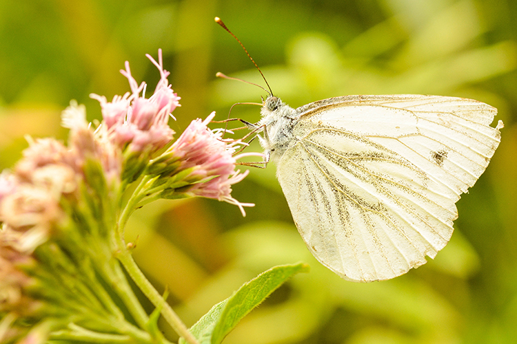 vlinder in de natuur