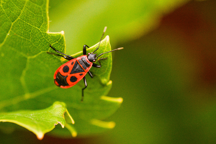 vuurwants in de natuur