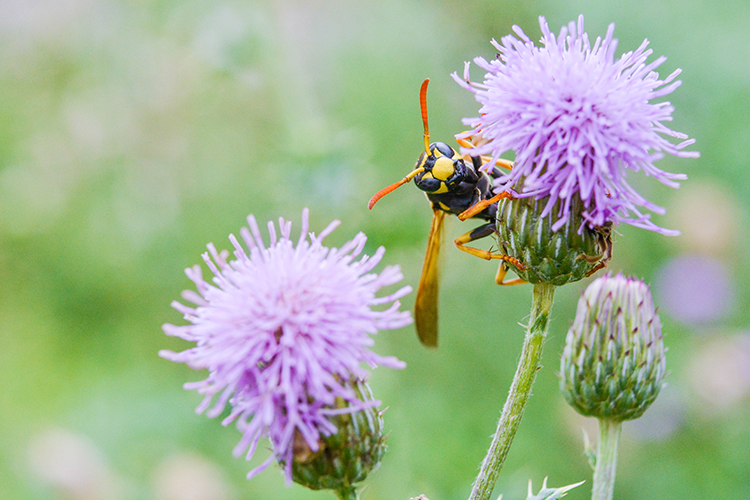 wesp in de natuur